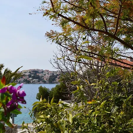 Mimoza 로고즈니차